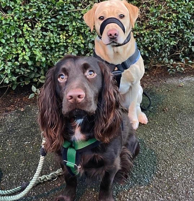 Two dogs, one brown and one yellow, standing on a path with greenery in the background.