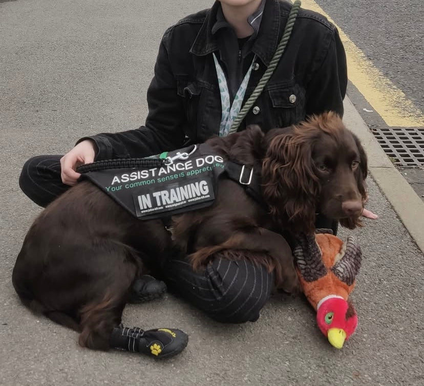 Hybrid Y front harness