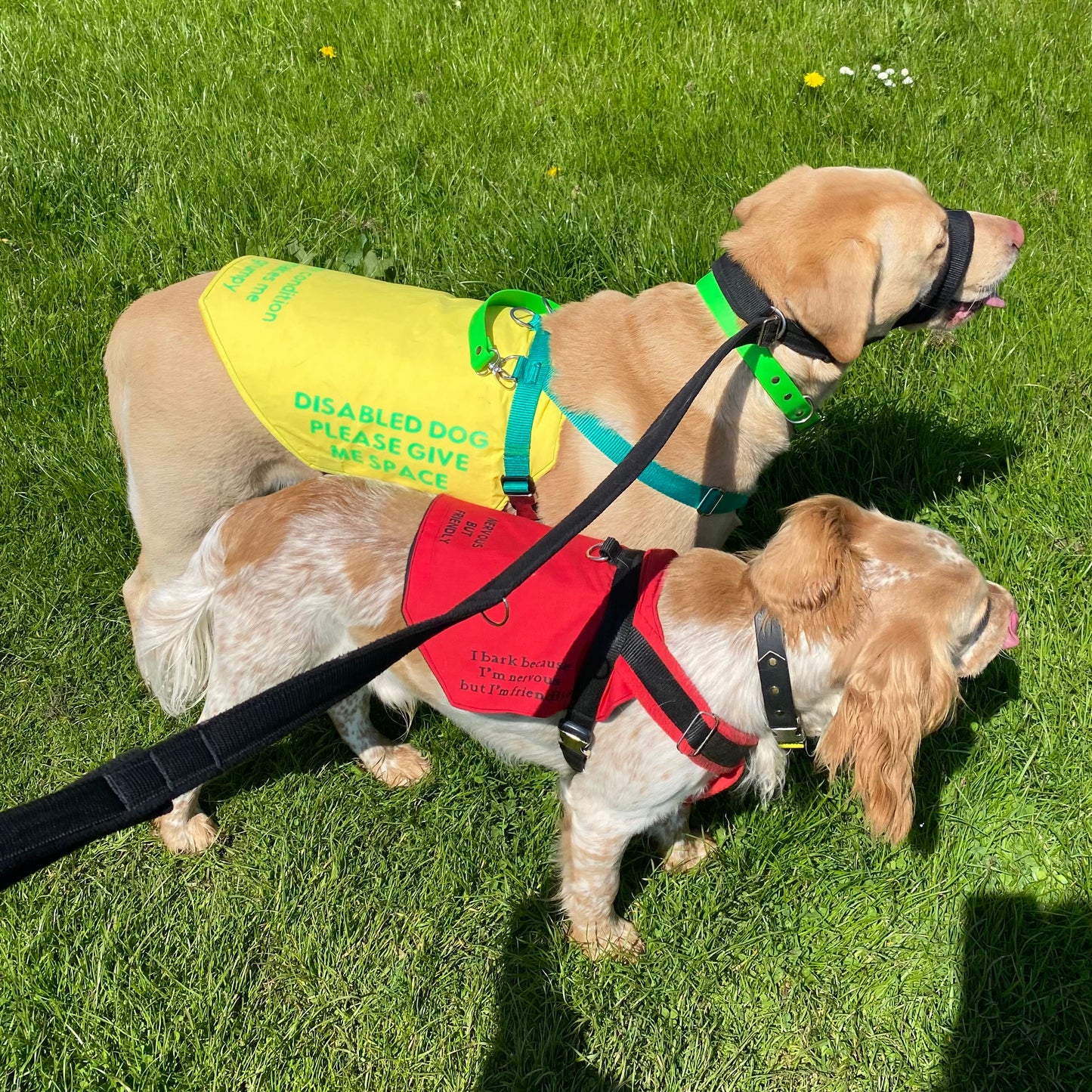 Hybrid Y front harness