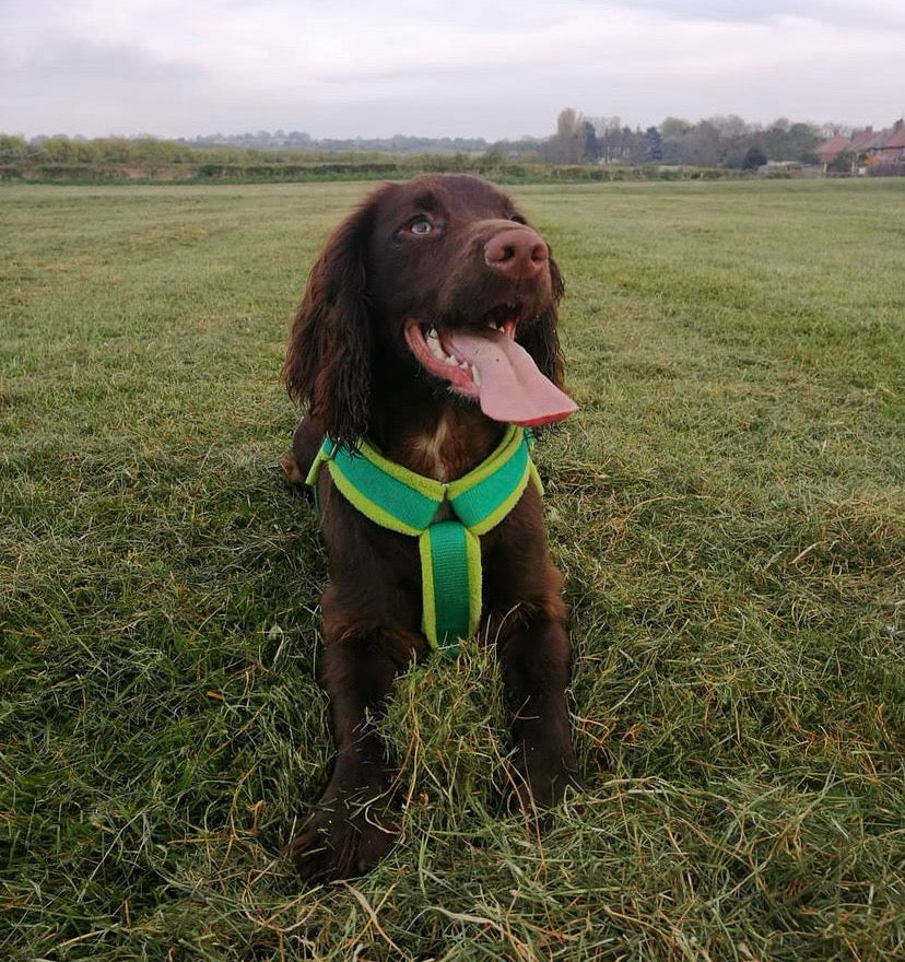 Dog wearing a green harness in a grassy field