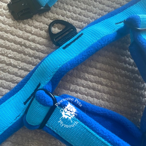 large sky blue webbing fleece lined Y front harness