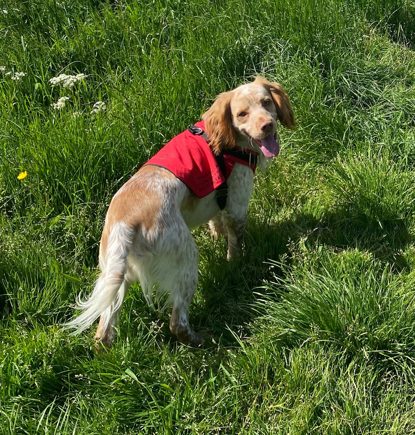 Hybrid Y front harness