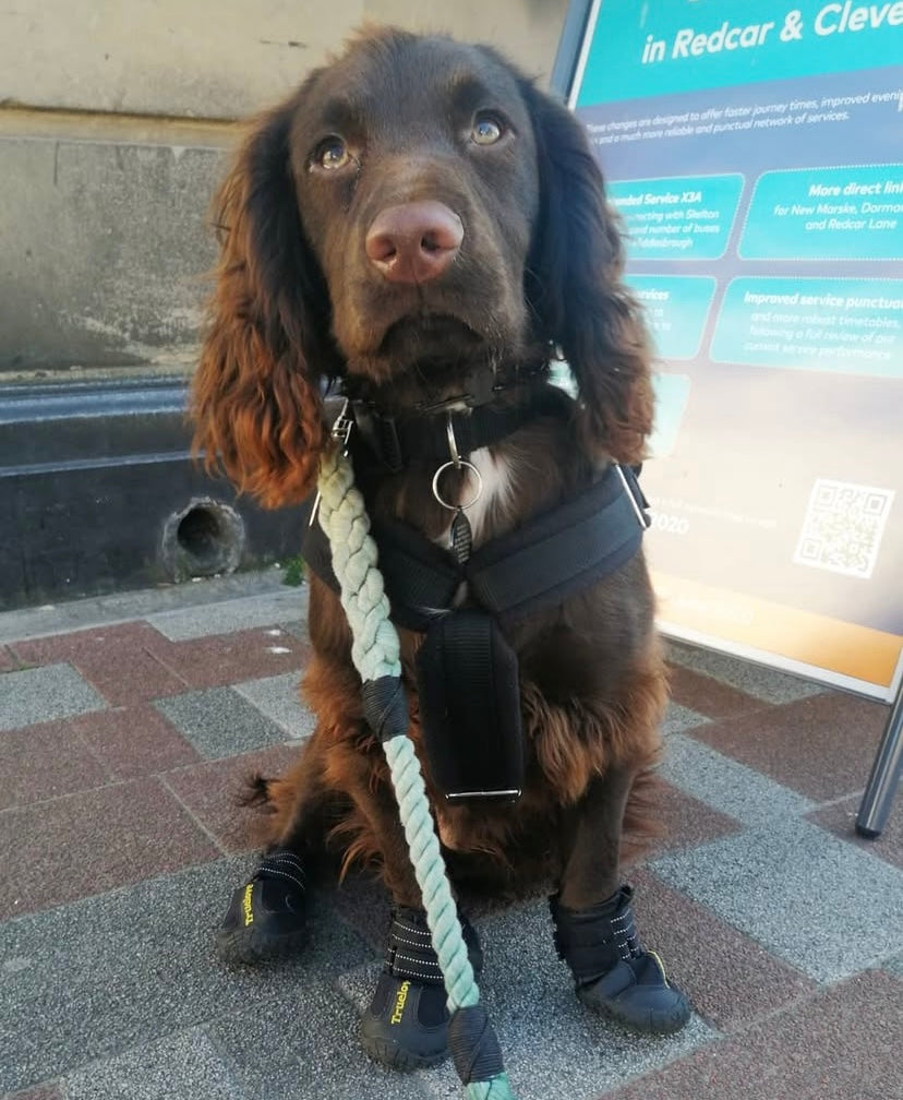 Brown dog wearing a harness and boots, sitting on a pavement.
