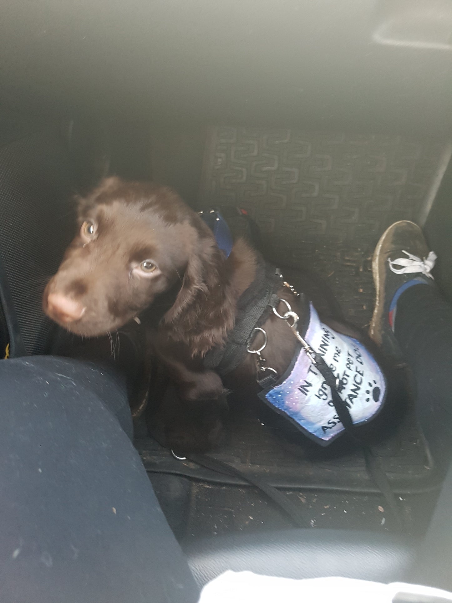 spaniel puppy wearing a harness and "in training" cape sitting in a car with a person's foot visible  