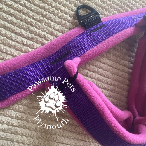 large purple webbing fleece lined Y front harness