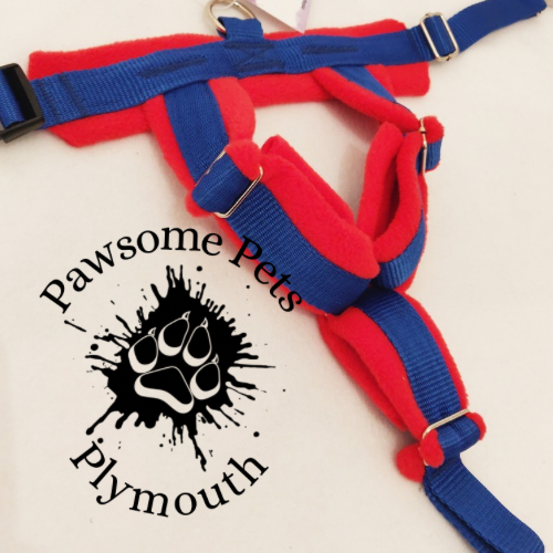 small royal blue webbing fleece lined Y front harness